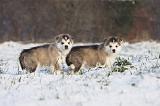ALASKAN MALAMUTE 264